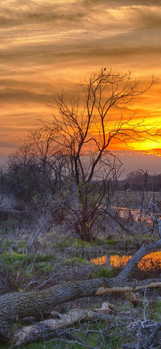 spring, trees, herbs, young, water, sunset, reflection, beam