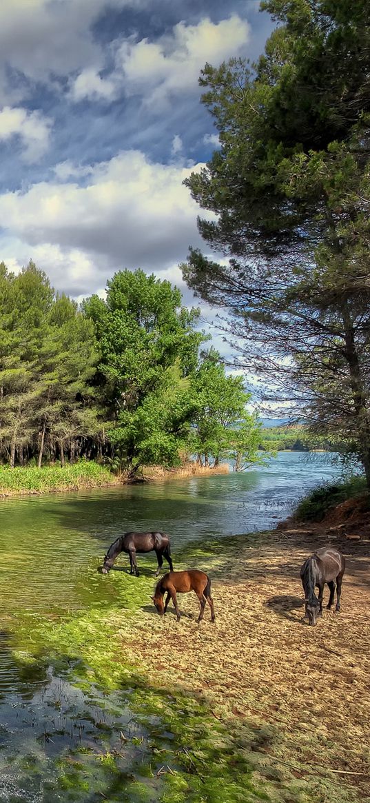 castellon, valencia, spain, river, forest, horses