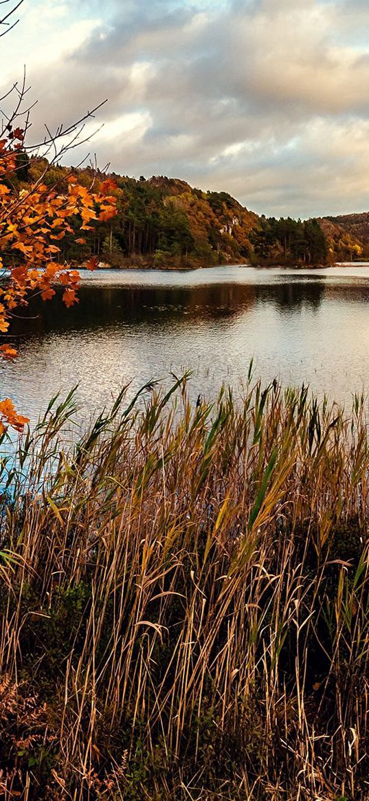 fall, pond, swamp, grass, dry, trees