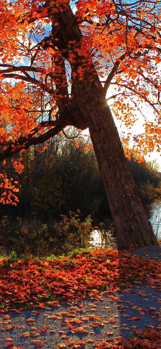 autumn, park, river, shop, landscape