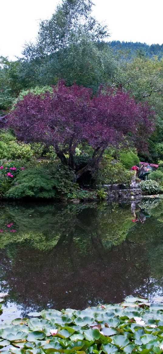 park, canada, garden, pond, victoria butchart, nature