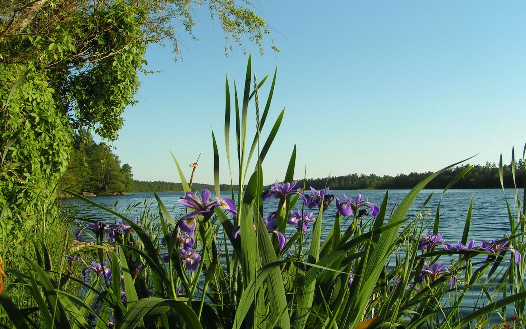 flowers, irises, coast, river, trees, summer