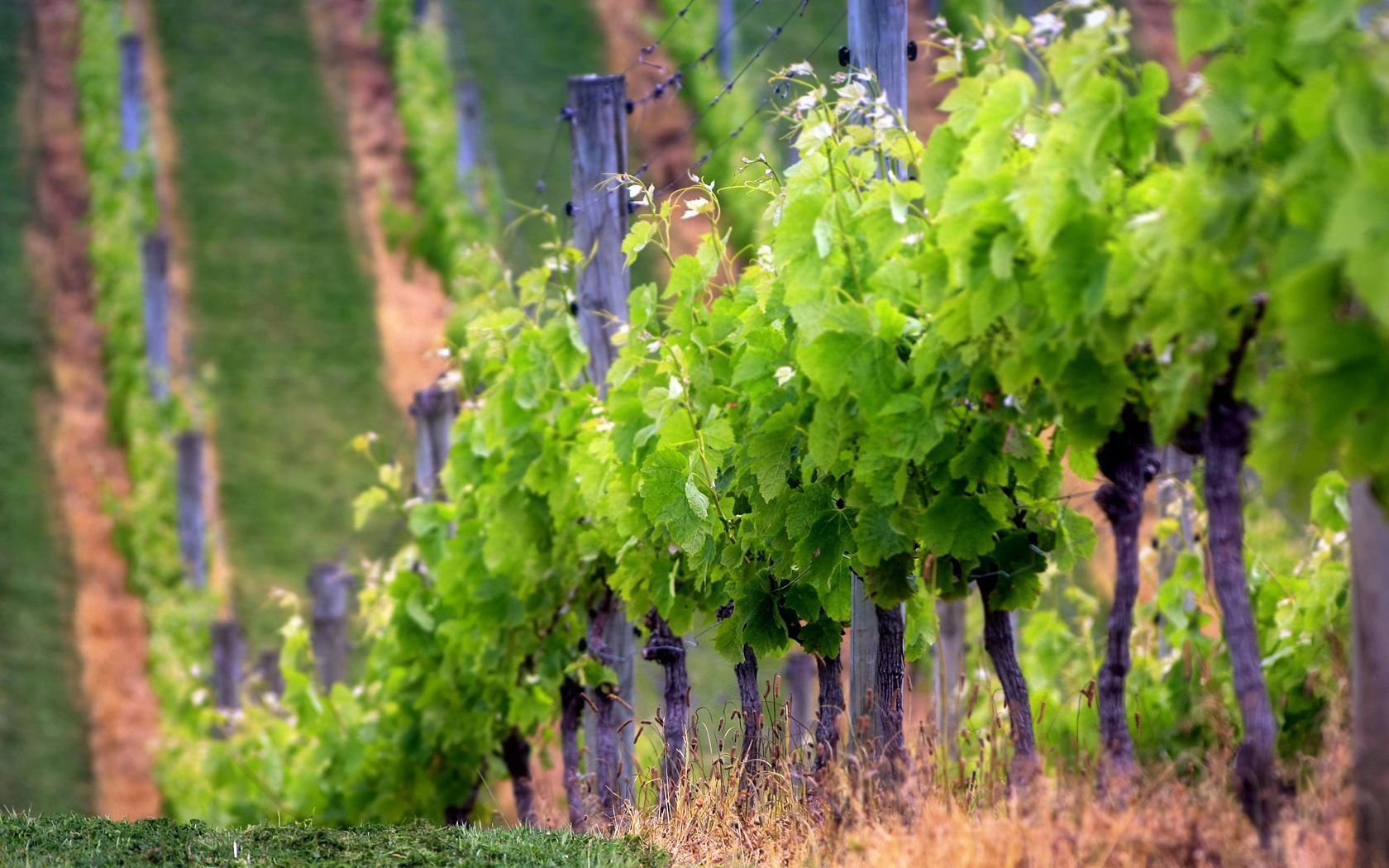 grapes, field, sprouts, numbers, mountain