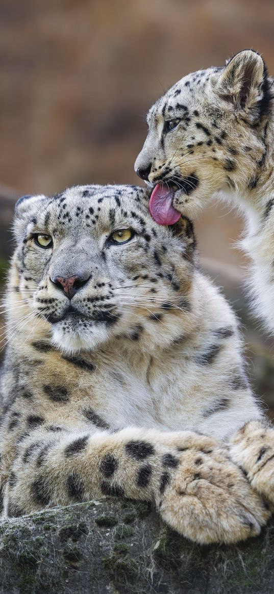 snow leopards, animals, cute, mom, cub