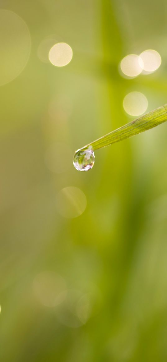 grass, drop, macro, blur, bokeh, green