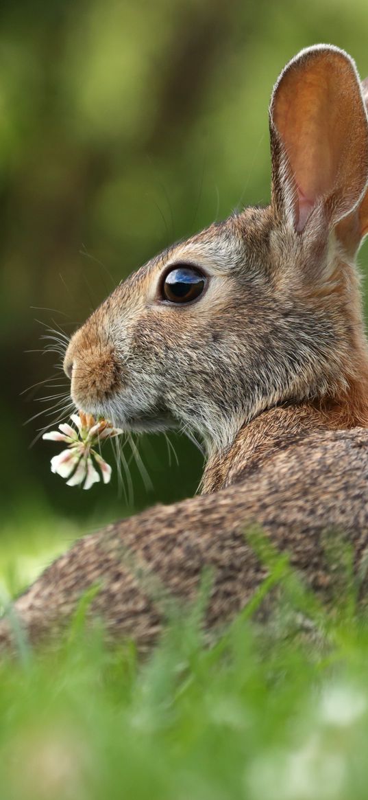 hare, grass, clover, animal