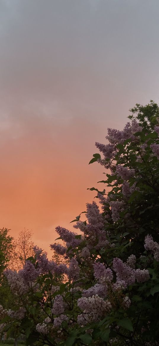 lilac, sunset, flowers, nature