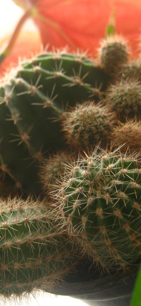 cactus, macro, plant