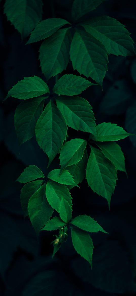 ivy, plant, leaves, dark, green