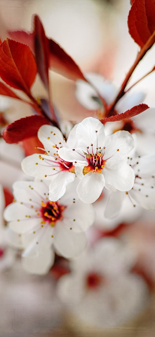 cherry, flowers, spring, flowering, macro, pink