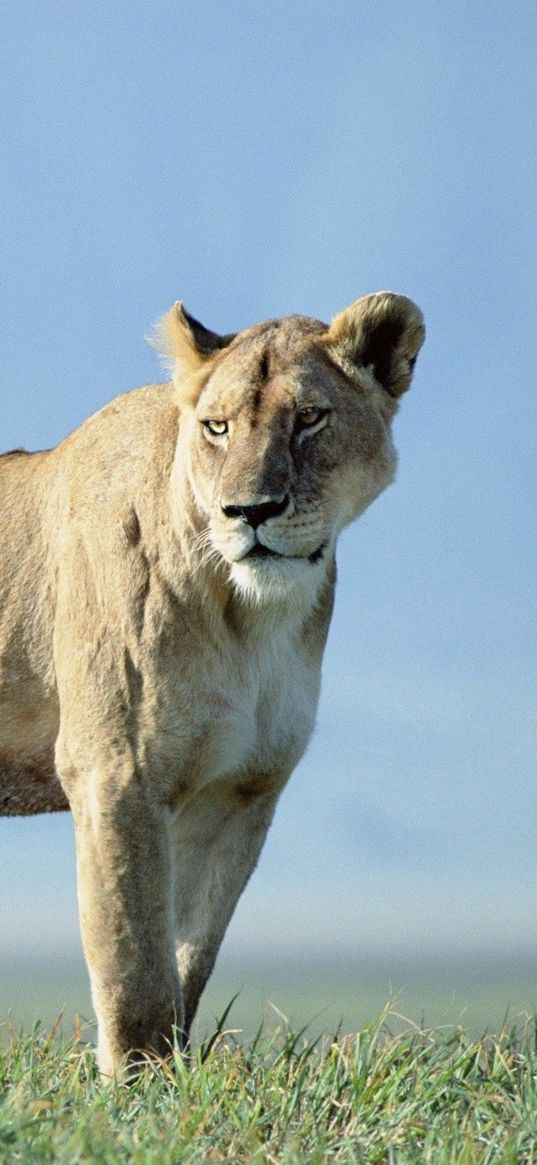 lion, grass, stand, sky