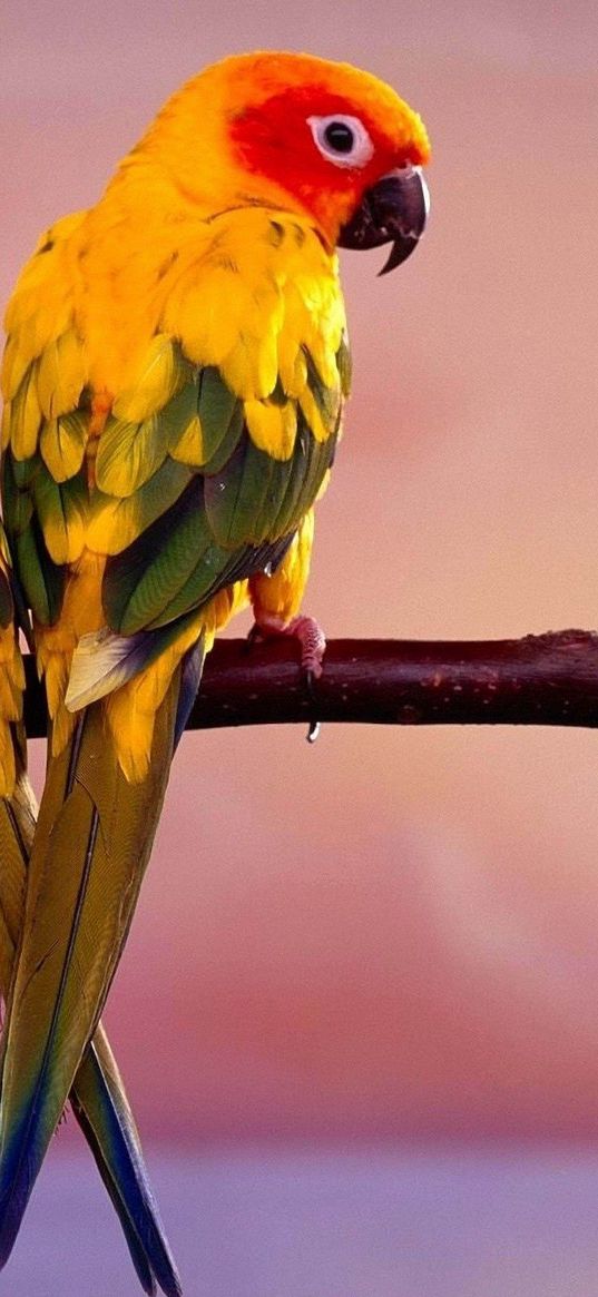 parrots, pair, branch, birds