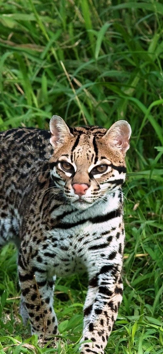 fisher cat, grass, walk