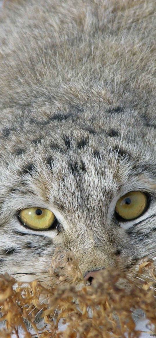 manul, grass, lie, hide