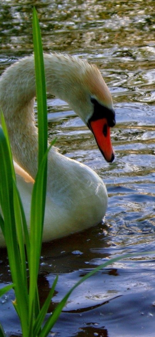 swan, young, chicks, water, grass