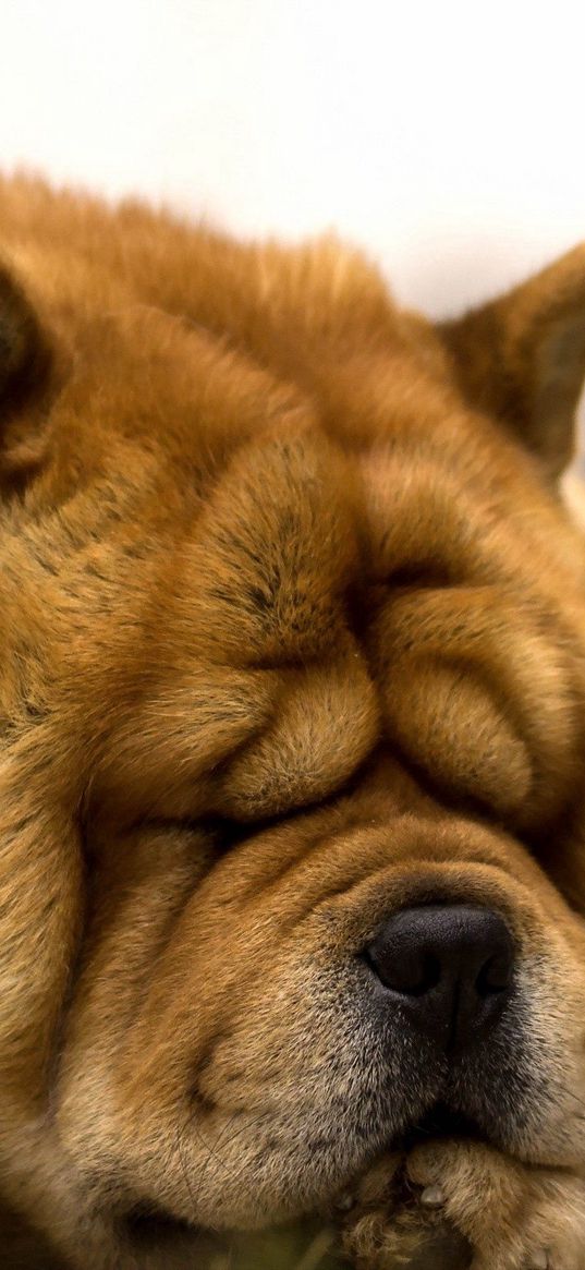 dog, wrinkles, face, dream