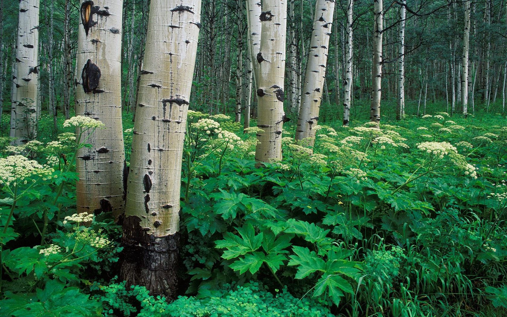 birches, grove, trunks, trees, bark, vegetation