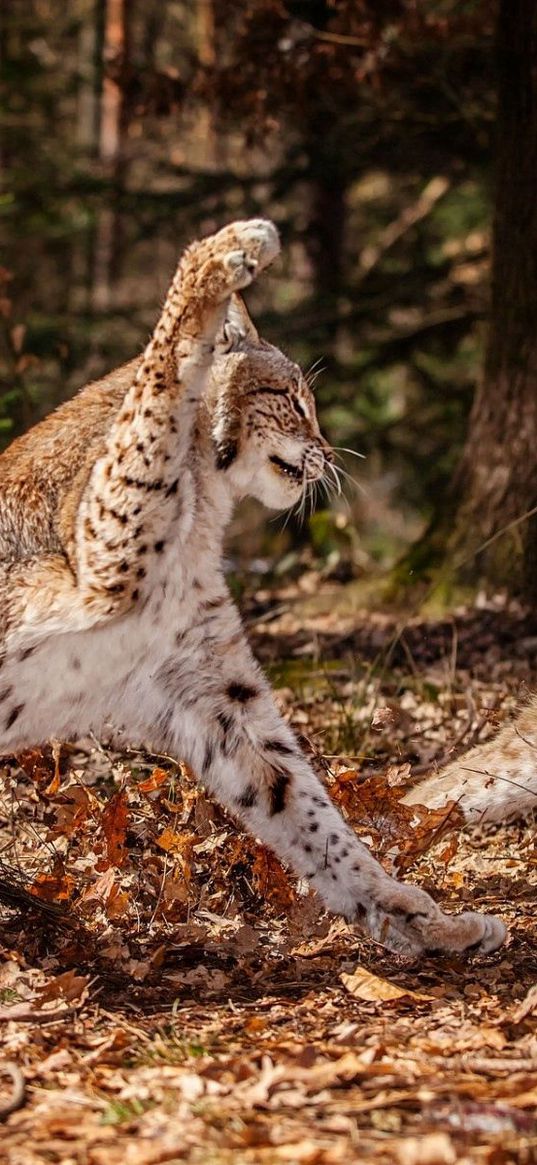 leopards, aggression, fighting, leaves, forest