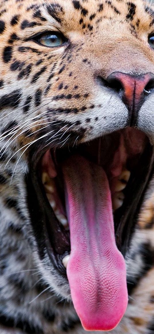 leopard, yawning, tongue, eyes, predator