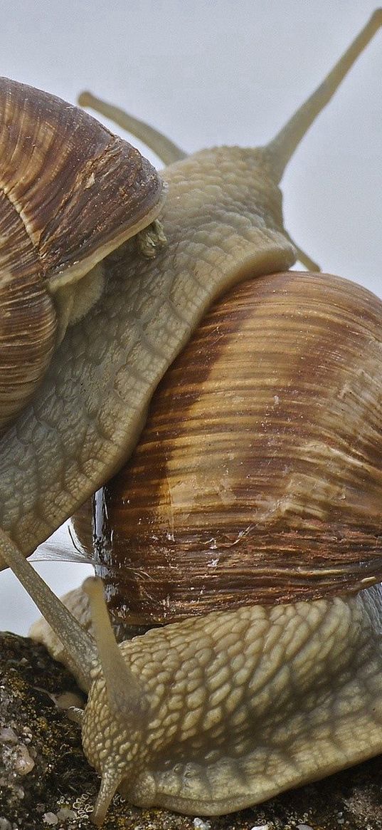 snail, antennae, shell