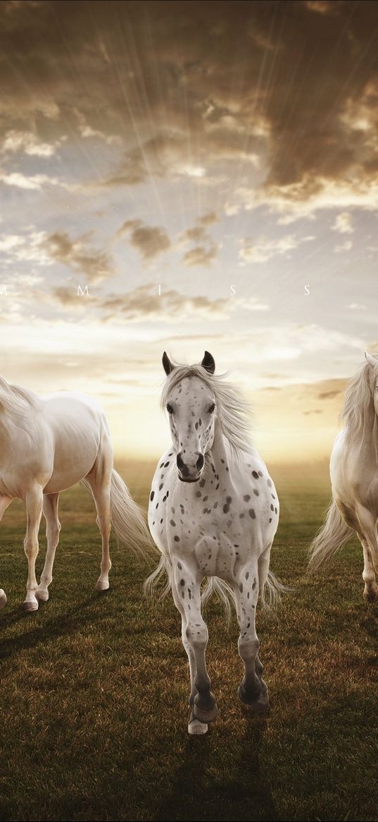 sunset, field, horses