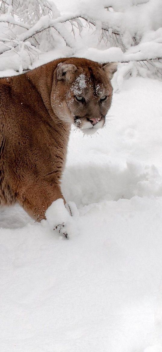 winter, snow, forest, predator, cougar