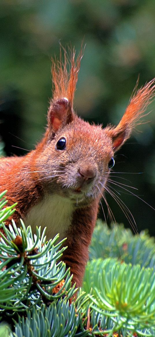 spruce, branch, paw, squirrel, pine needles