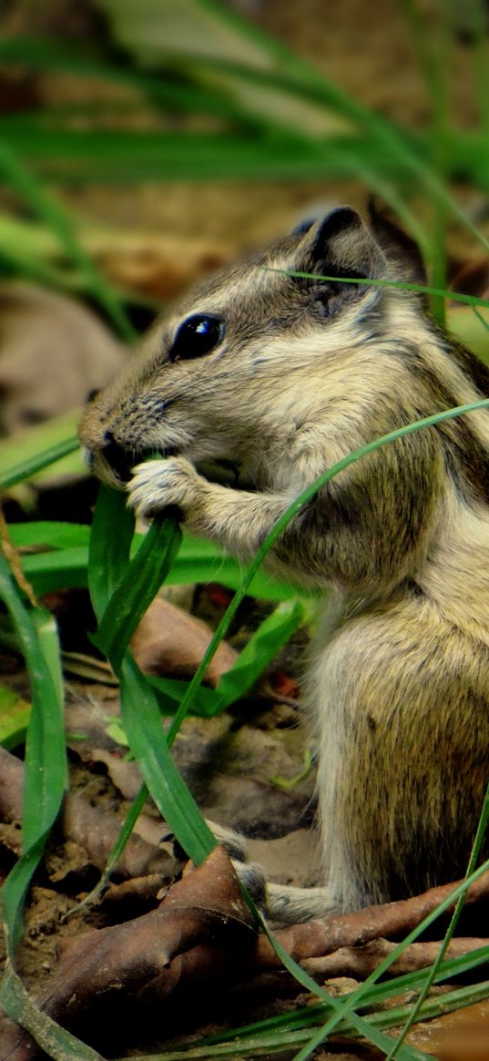 chipmunk, grass, leaves