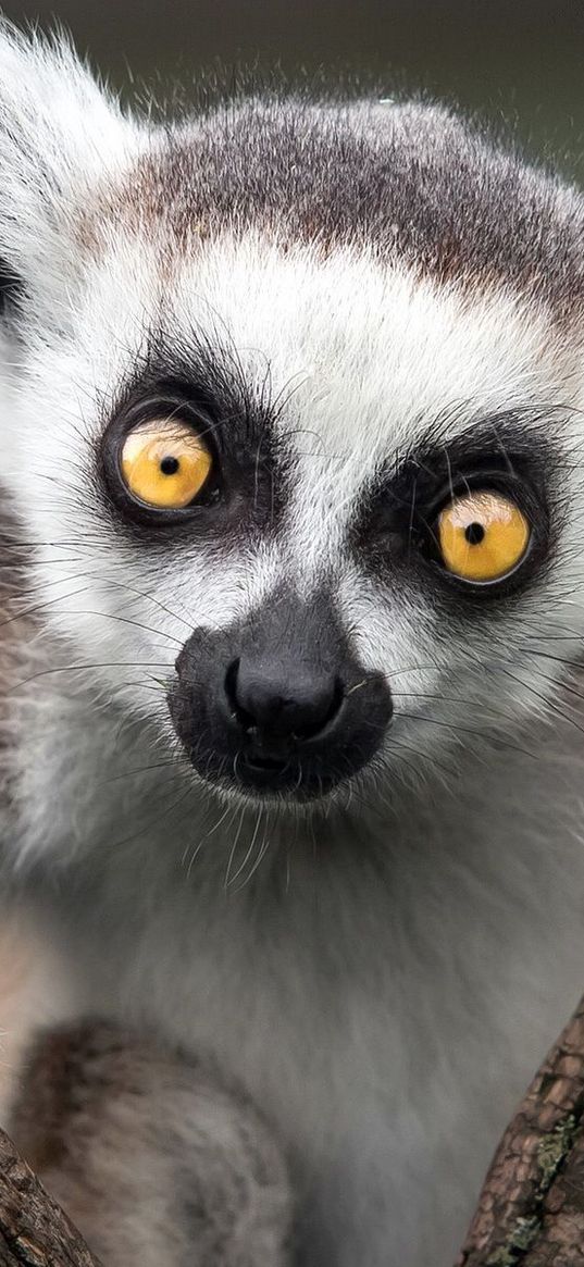 ring-tailed lemur, monkey, nature