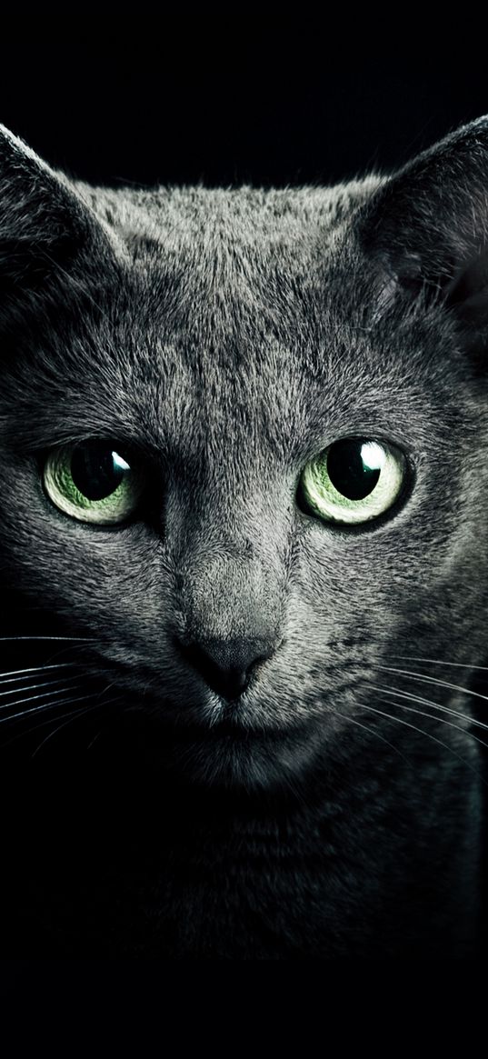 cat, black, breed, russian, blue eyes, green eyes, black background