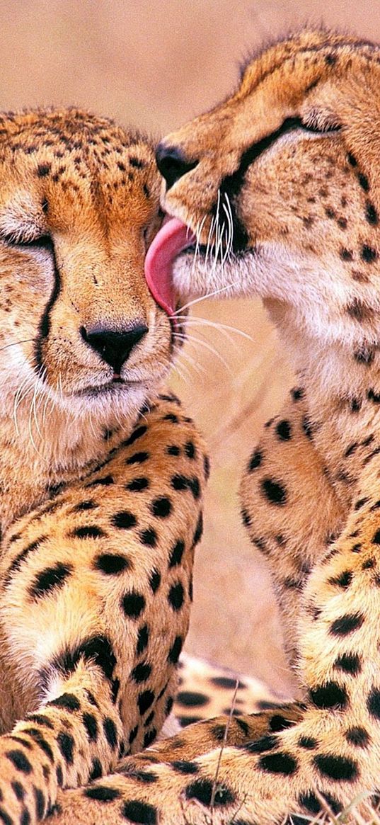 leopards, family, affection