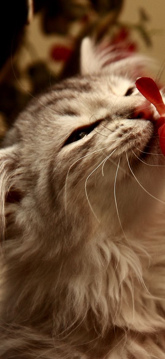 kitty, flower, smell