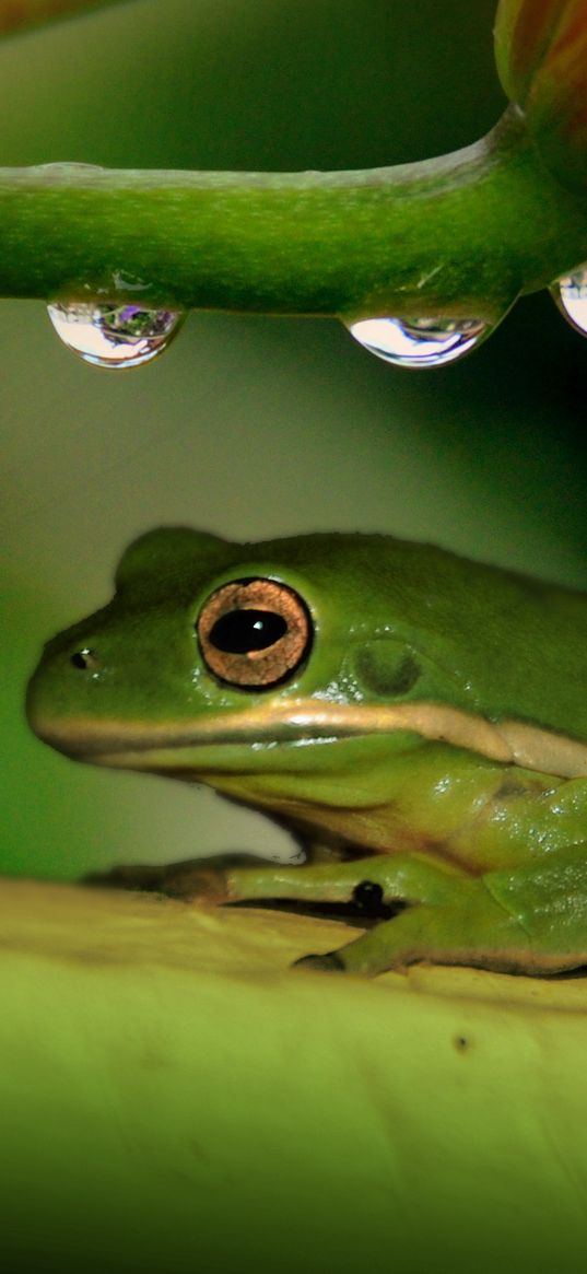 frog, plant, drops