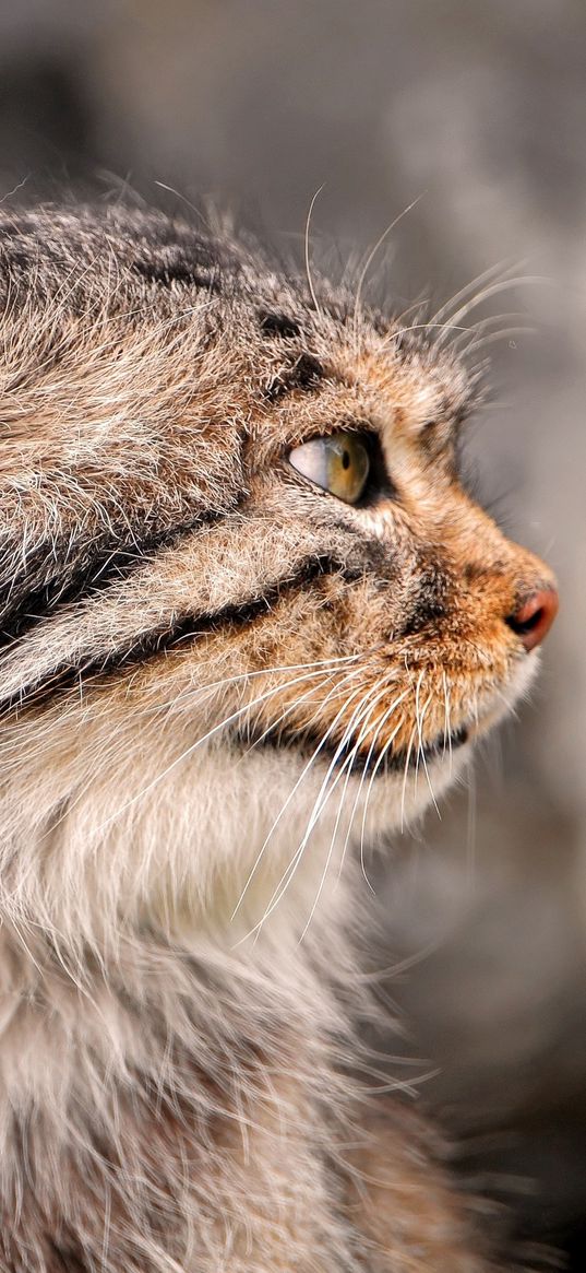 pallas, pallas cat, muzzle