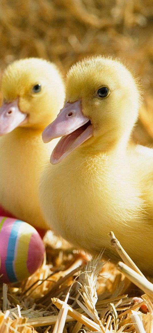 easter, eggs, ducklings, duck