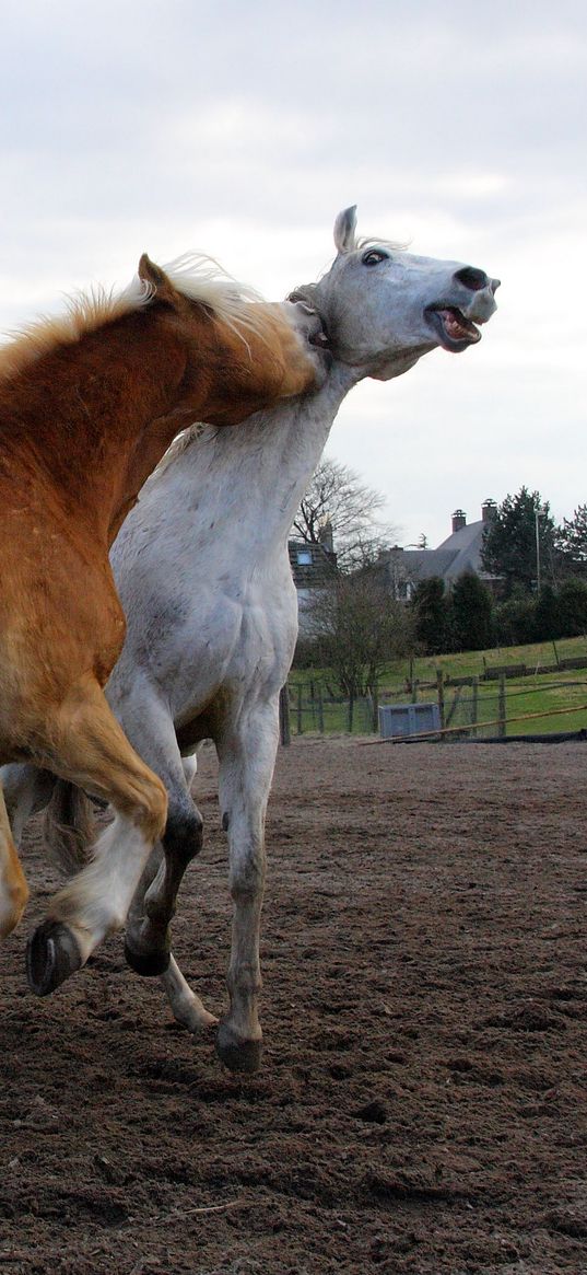 field, horses, relationship