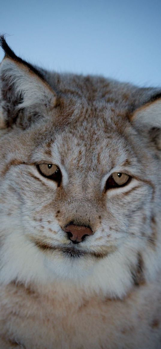 lynx, muzzle, pensive, eyes, blue background