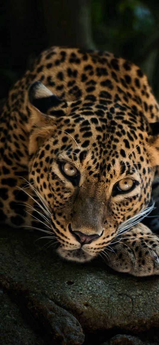 predator, leopard, look, stone, relaxation