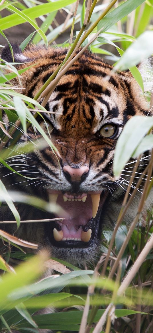 tiger, predator, grass, jaws, teeth, rage