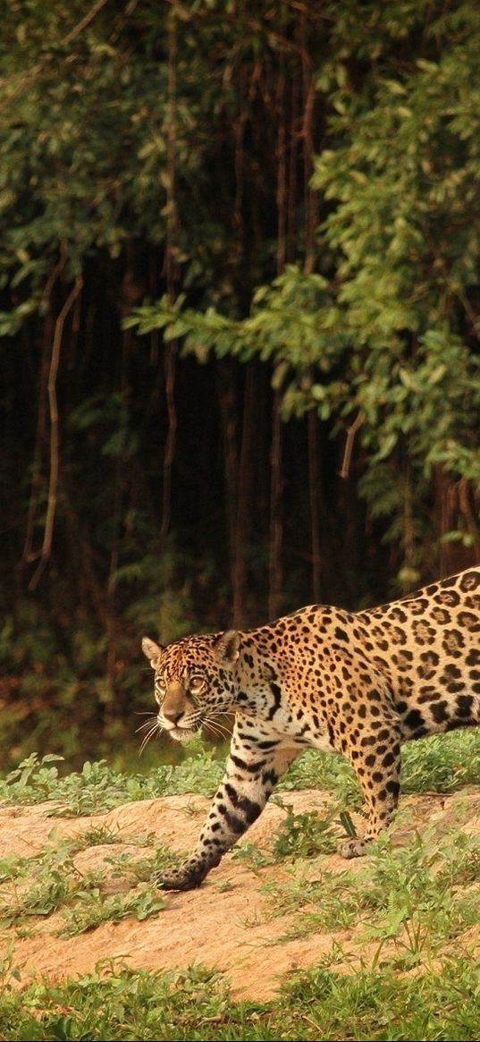 jaguar, wild cat, predator