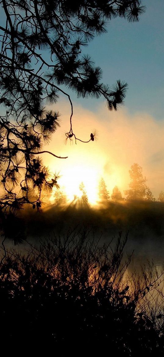 evening, sunset, tree, beautifully