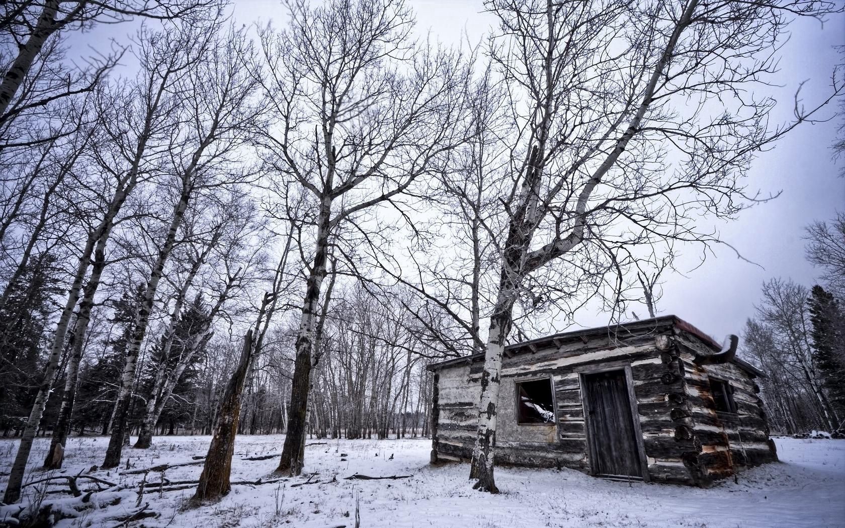 birches, winter, snow, structure, grove