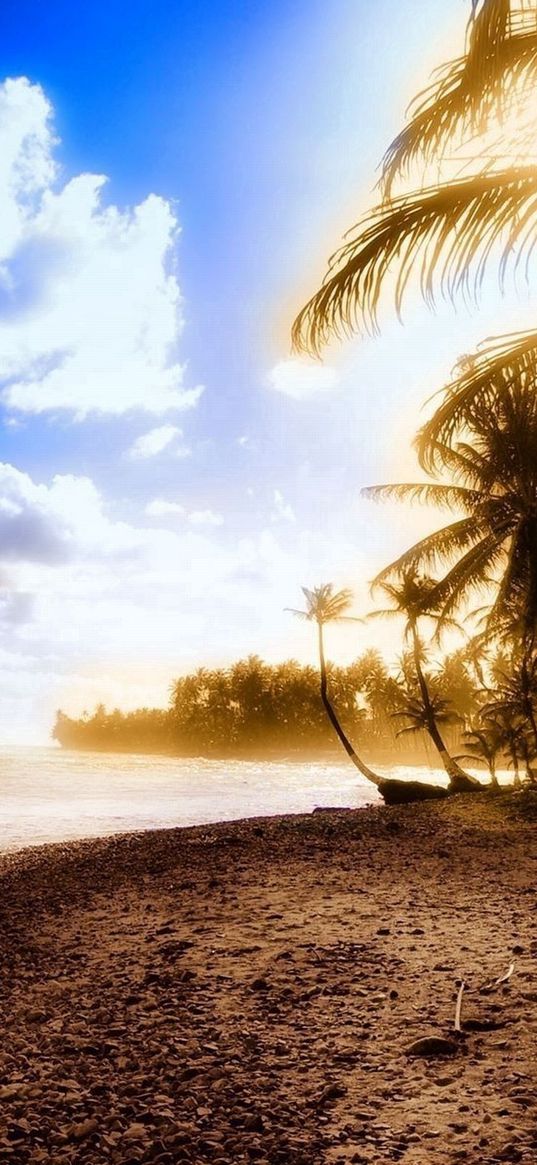 shore, tree, palm, sea, sunset