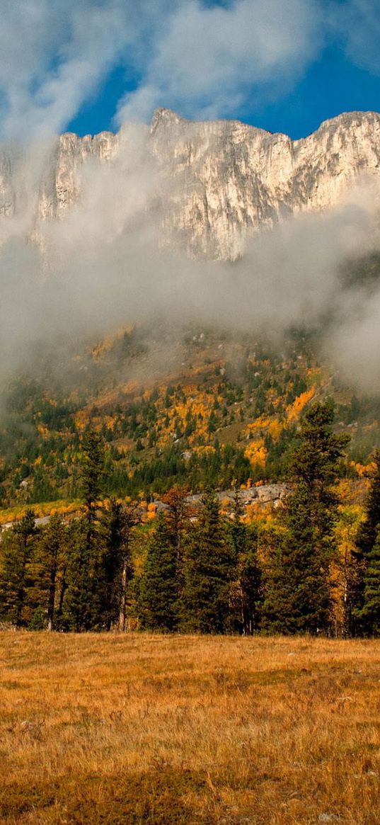 fir, trees, mist, mountains, autumn, nature, clouds