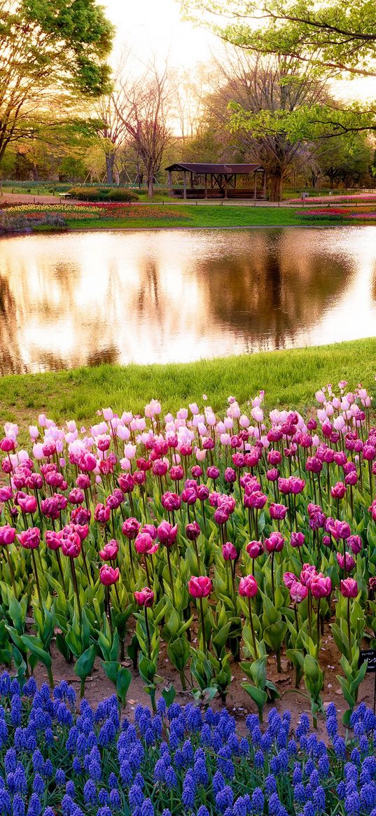 japan, tokyo, morning, sun, rays, sunrise, park, pond, trees, flowers, muscari, blue, tulips, colorful