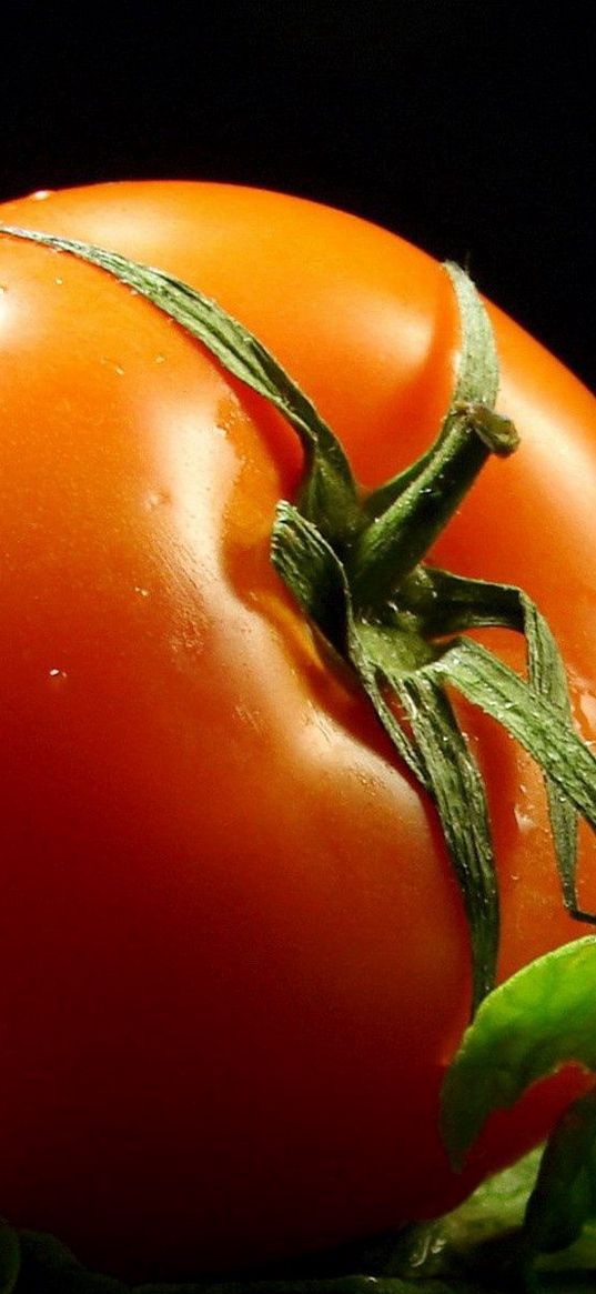 tomato, branches, drops