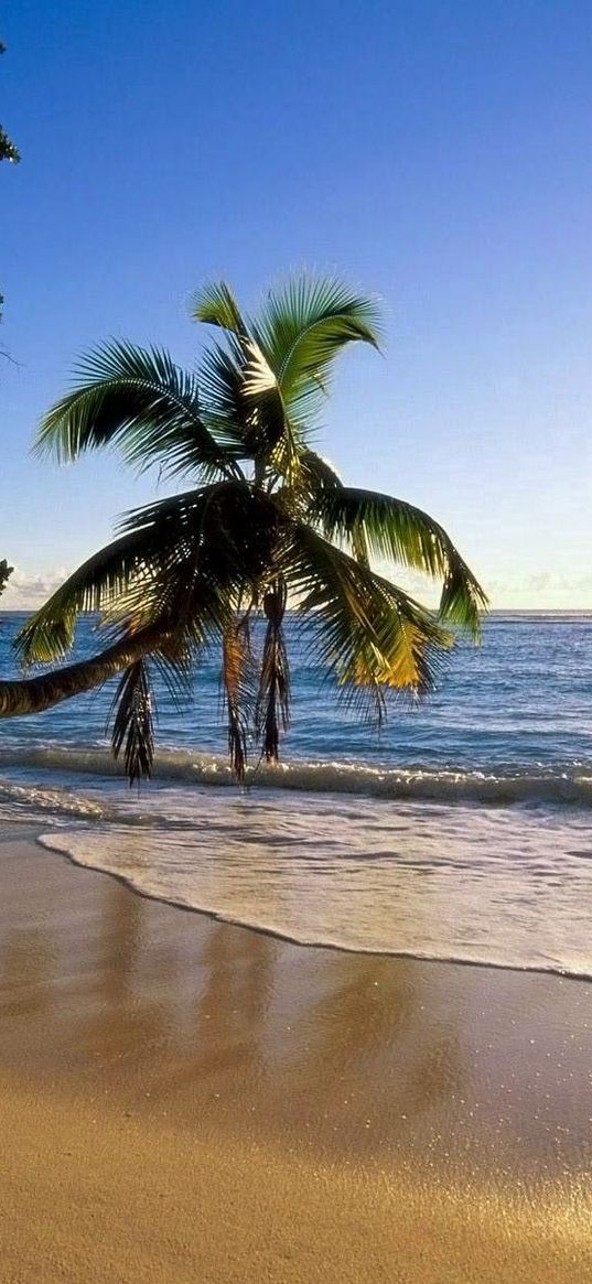 palm tree, trees, beach, coast, wave, inclination, sun, sea