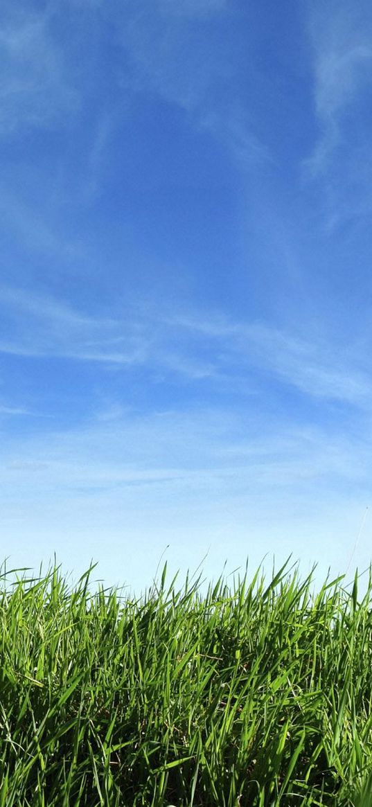 camomiles, flowers, field, grass, sky