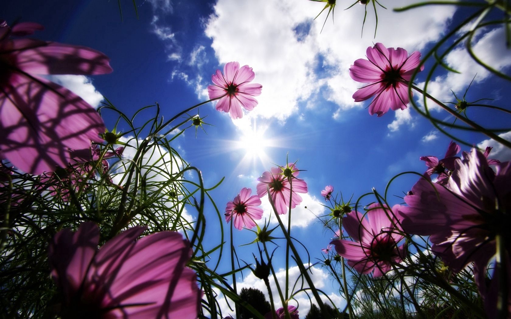 flowers, sky, sun, grass, beams, day, summer