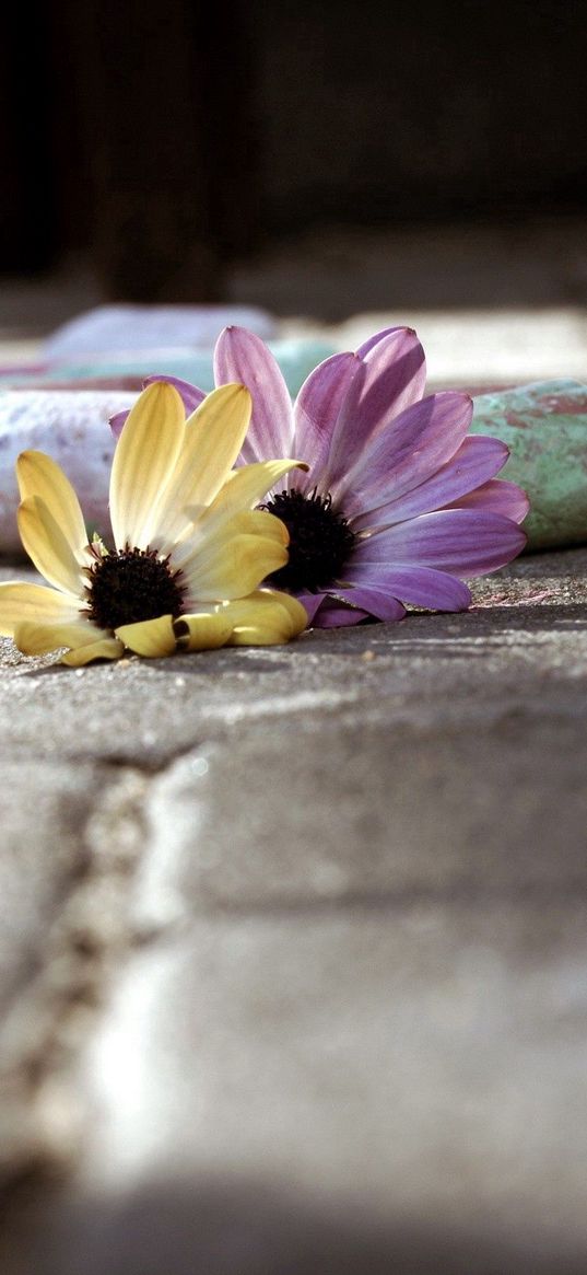 chalk, flowers, paint